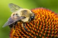 Echinacea purpurea purple cone flower in summer Royalty Free Stock Photo