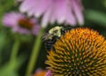 Echinacea purpurea purple cone flower in summer Royalty Free Stock Photo