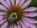 Echinacea purpurea purple cone flower in summer Royalty Free Stock Photo