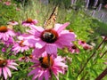 Echinacea purpurea purple coneflower bumblebee and Vanessa cardui butterflyclose up Royalty Free Stock Photo