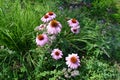 Echinacea purpurea or purple coneflower with daisy-like purple petals that surround a large orange center. Royalty Free Stock Photo