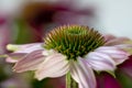 Echinacea purpurea, the purple coneflower, flowerheads