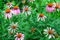 Echinacea purpurea or purple coneflower medicinal herb, blooming flower close up, colorful and vivid plant, natural background