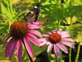 Echinacea purpurea purple coneflower and Vanessa atalanta butterflyclose up Royalty Free Stock Photo