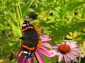 Echinacea purpurea purple coneflower and Vanessa atalanta butterflyclose up Royalty Free Stock Photo