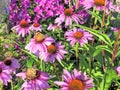 Echinacea purpurea purple coneflower and Vanessa cardui butterflyclose up Royalty Free Stock Photo