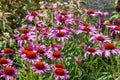 Echinacea purpurea 'Rubinstern' Royalty Free Stock Photo