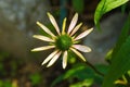 Echinacea Purpurea Starting to Flower Royalty Free Stock Photo