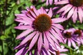 Echinacea purpurea Royalty Free Stock Photo