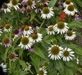 Echinacea purpurea \'White Lustre