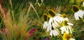 Echinacea purpurea 'Alba' Royalty Free Stock Photo