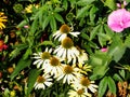 Echinacea purpurea 'Alba' Royalty Free Stock Photo