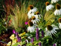 Echinacea purpurea 'Alba' Royalty Free Stock Photo