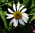 Echinacea purpurea 'Alba' Royalty Free Stock Photo