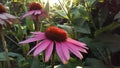 Echinacea Purpurea (Purple Coneflower) Blossoming in Garden in Bright Sunset Light. Royalty Free Stock Photo