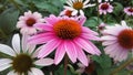 Echinacea Purpurea (Purple Coneflower) Blossoming in Garden in Bright Sunset Light. Royalty Free Stock Photo