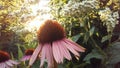 Echinacea Purpurea (Purple Coneflower) Blossoming in Garden in Bright Sunset Light. Royalty Free Stock Photo