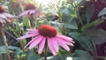 Echinacea Purpurea (Purple Coneflower) Blossoming in Garden in Bright Sunset Light. Royalty Free Stock Photo