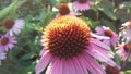 Echinacea Purpurea (Purple Coneflower) Blossoming in Garden in Bright Sunset Light. Royalty Free Stock Photo