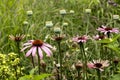 Echinacea purpurea and seedpods of Papaver somniferum