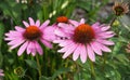 Echinacea Purpurea Or Purple Cone Flower Royalty Free Stock Photo