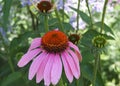 Echinacea Purpurea Or Purple Cone Flower Royalty Free Stock Photo