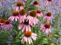 Echinacea Purpurea Or Purple Cone Flower Royalty Free Stock Photo