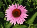 Echinacea Purpurea Or Purple Cone Flower Royalty Free Stock Photo