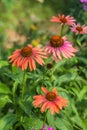 Echinacea Sombrero Adobe Orange in flower garden