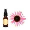 Echinacea Tincture for Cough Cold and Bronchitis Remedy Royalty Free Stock Photo