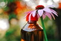 Echinacea tincture.Glass bottle and echinacea flower on blurred garden background.Natural medicine and alternative