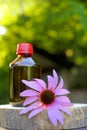 Echinacea tincture. Glass bottle and echinacea flower on garden background.Natural traditional medicine and alternative