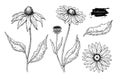 Echinacea vector drawing. Isolated purpurea flower and leaves. Herbal engraved style illustration.