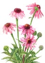 Echinacea watercolor. Botanical illustration on white background