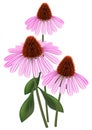 Echinacea on a white background.