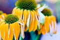 Echinacea yellow flowers blooming. Echinacea used in alternative medicine a an immun sytem booster.