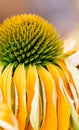 Echinacea yellow flowers blooming. Echinacea used in alternative medicine a an immun sytem booster.