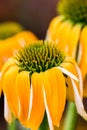 Echinacea yellow flowers blooming. Echinacea used in alternative medicine a an immun sytem booster. Royalty Free Stock Photo