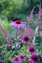 Beautiful flower bed Royalty Free Stock Photo