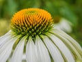 Echinea flower green background Royalty Free Stock Photo