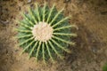 Echino cactus on desert field1 Royalty Free Stock Photo