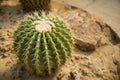 Echino cactus on desert field3 Royalty Free Stock Photo