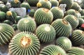 echinocactus