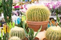 Echinocactus cactus in a clay pot among other varieties of cacti and succulents. Cactus with thick yellow spikes needles on