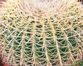 Echinocactus cactus close-up. Thick yellow spines of a needle on geometric ribs, a beautiful dangerous plant. Echinocactus cactus