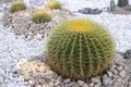 Echinocactus cactus with stone