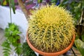 Echinocactus close-up in a pot against the background of other indoor plants in the store