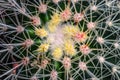 Echinocactus detailed closeup background