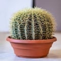 Echinocactus is a genus of cacti in the pot Royalty Free Stock Photo