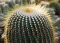 Echinocactus is a genus of cacti in the subfamily Cactoideae.